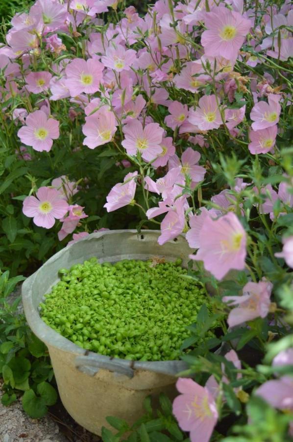 B&B Lady Cocca Savio di Ravenna Ngoại thất bức ảnh